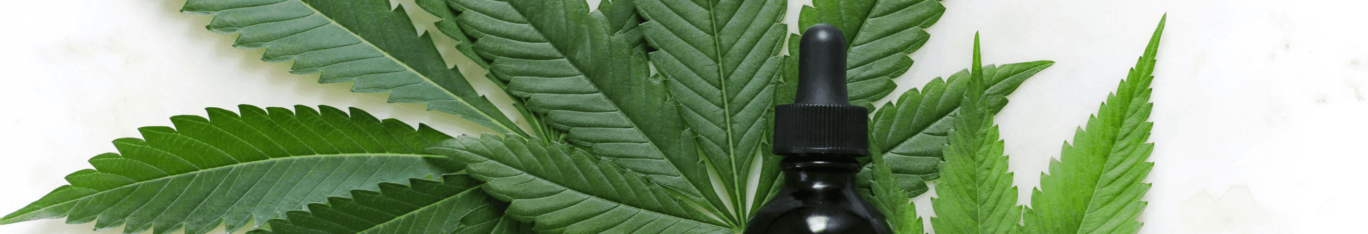 Hanfblatt vor weissem Hintergund